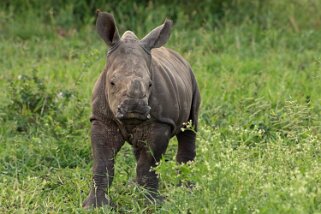 Hluhluwe-iMfolozi Park - Rhinocéros Afrique du Sud 2019