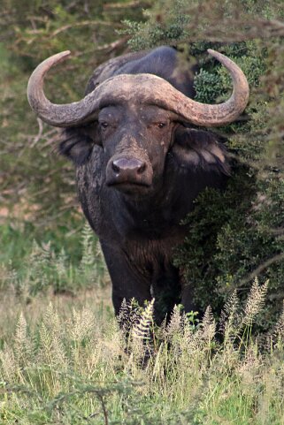 Hluhluwe-iMfolozi Park - Buffle Afrique du Sud 2019