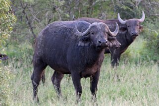 Hluhluwe-iMfolozi Park - Buffle Afrique du Sud 2019