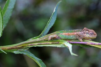 Caméléon nain du Drakensberg Afrique du Sud 2019