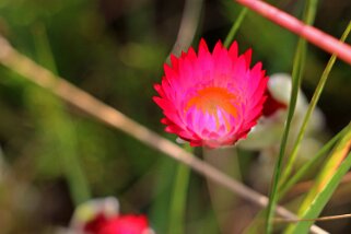 Carpobrotus edulis rose Afrique du Sud 2019