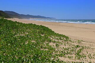 iSimangaliso Wetland Park - Cape Vidal Afrique du Sud 2019