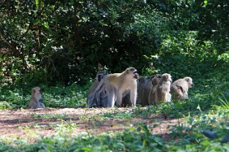 iSimangaliso Wetland Park - Cape Vidal - Singes Afrique du Sud 2019