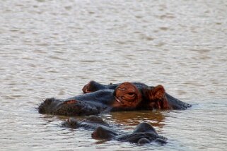 iSimangaliso Wetland Park - Hippopotames Afrique du Sud 2019