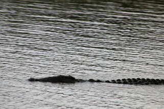 iSimangaliso Wetland Park - Crocodile Afrique du Sud 2019