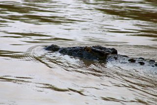 iSimangaliso Wetland Park - Crocodile Afrique du Sud 2019