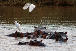 iSimangaliso Wetland Park - Hippopotames Afrique du Sud 2019