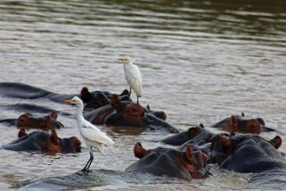 iSimangaliso Wetland Park - Hippopotames Afrique du Sud 2019