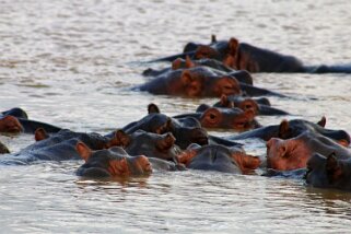 iSimangaliso Wetland Park - Hippopotames Afrique du Sud 2019