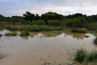 iSimangaliso Wetland Park - Hluhluwe River Afrique du Sud 2019