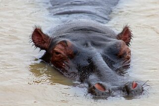 iSimangaliso Wetland Park - Hippopotame Afrique du Sud 2019