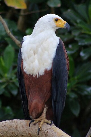 iSimangaliso Wetland Park - Aigle Pécheur Africain Afrique du Sud 2019