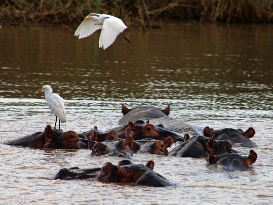 iSimangaliso Wetland Park Afrique du Sud