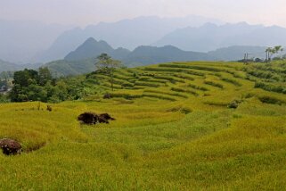 Kho Muong Vietnam 2019