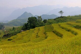 Kho Muong Vietnam 2019