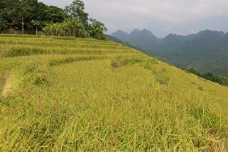 Kho Muong Vietnam 2019