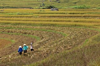 Kho Muong Vietnam 2019