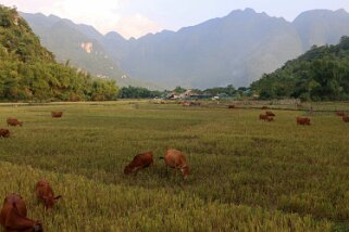 Mai Châu Vietnam 2019