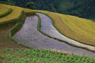 La Pan Tan Vietnam 2019