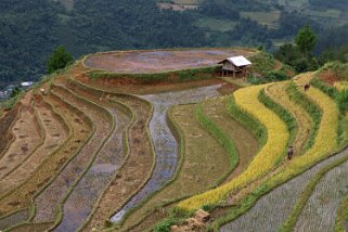 Mu Cang Chai Vietnam 2019