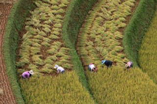 Mu Cang Chai Vietnam 2019