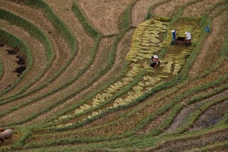 Mu Cang Chai Vietnam 2019