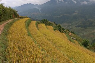 Mu Cang Chai Vietnam 2019