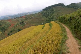 Mu Cang Chai Vietnam 2019