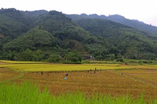 Récolte du riz, le long de la route 32 Vietnam 2019