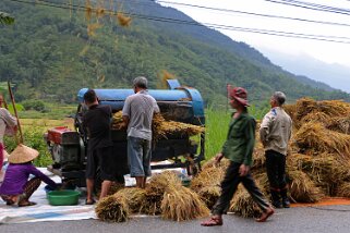 Récolte du riz, le long de la route 32 Vietnam 2019