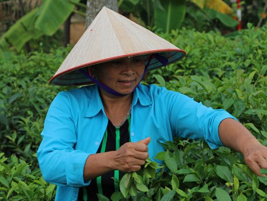 Thu Cuc Vietnam