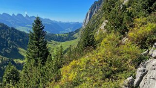 Tesel - Alpstein Appenzell 2021