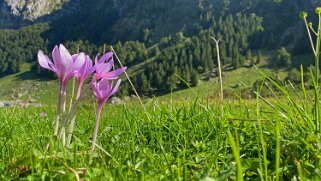 Colchique d'automne - Alpstein Appenzell 2021