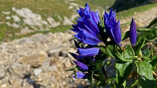 Gentianes - Alpstein Appenzell 2021