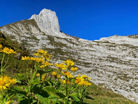 Bollenwees - Wildhaus Appenzell Rhodes-Intérieures & Saint-Gall - Suisse