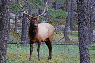 Wapiti - Parc National de Banff Canada 2023