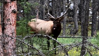 Wapiti - Parc National de Banff Canada 2023