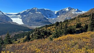 Wilcox Pass Trail - Parc National de Jasper Canada 2023