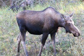 Orignal - Parc National de Jasper Canada 2023