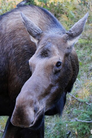 Orignal - Parc National de Jasper Canada 2023