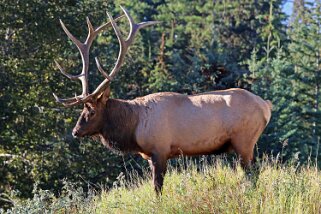 Wapiti - Parc National de Jasper Canada 2023