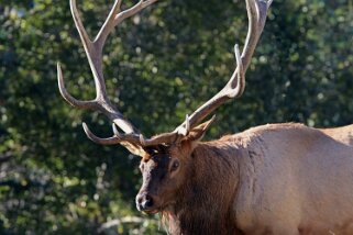 Wapiti - Parc National de Jasper Canada 2023