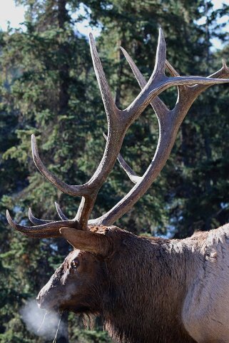 Wapiti - Parc National de Jasper Canada 2023