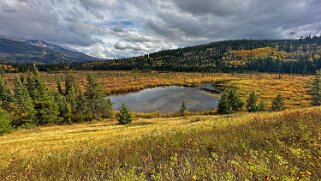 Cottonwood - Parc National de Jasper null