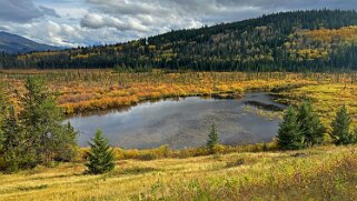 Cottonwood - Parc National de Jasper Canada 2023