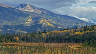 Cottonwood - Parc National de Jasper Canada 2023