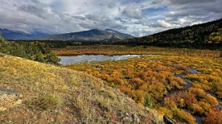 Cottonwood - Parc National de Jasper Canada 2023