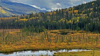 Cottonwood - Parc National de Jasper Canada 2023