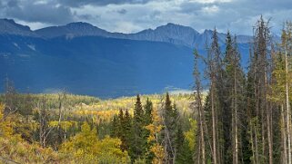 Cottonwood - Parc National de Jasper Canada 2023