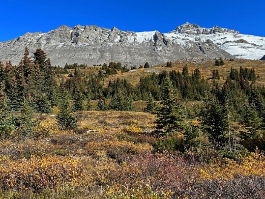 Wilcox Pass - Parc National de Jasper Alberta - Canada